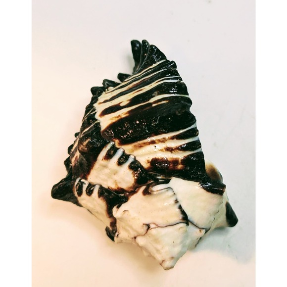 88mm 3.5" BIack Murex Hexaplex Radix Sea Shell Conch Hermit - Picture 6 of 7